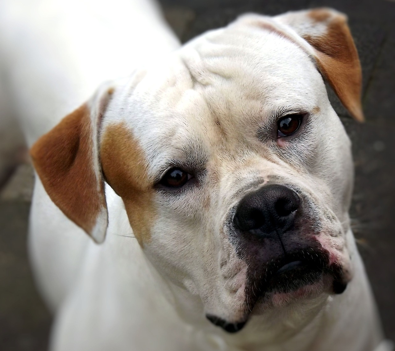 Understanding the Gentle Nature of the American Coonhound